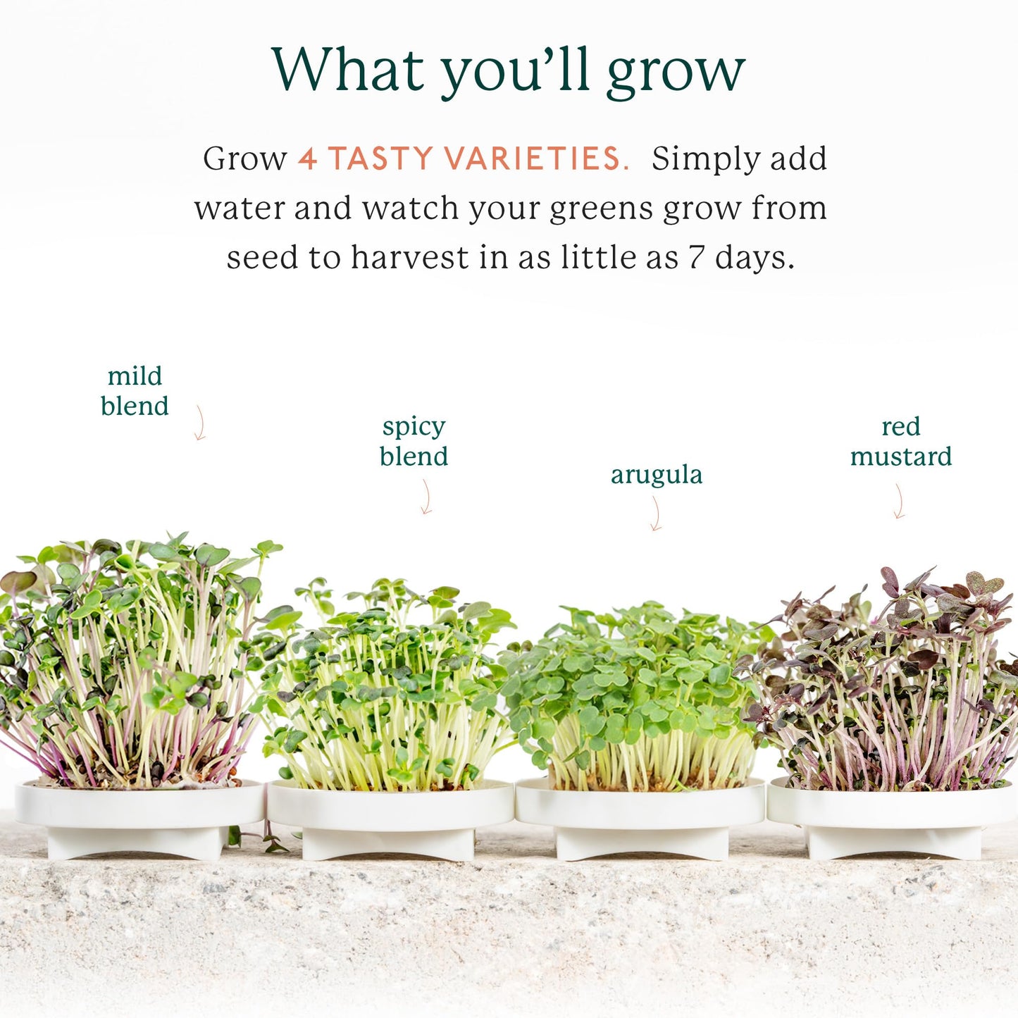 GARDYN Complete Microgreens Growing Kit - Indoor Herb Garden - Indoor Hydroponics Growing System Kit Nursery Seed
